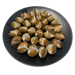 花螺鲜活新鲜海螺