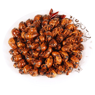 知了猴金蝉新鲜22年