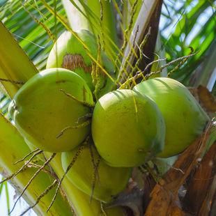 海南新鲜椰子椰青7个水果海南当季