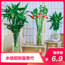 富贵竹水培植物盆栽花卉绿植室内花客厅水养绿萝大叶