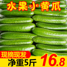 黄瓜新鲜5斤青瓜小黄瓜10荷兰当季水果新鲜蔬菜孕妇